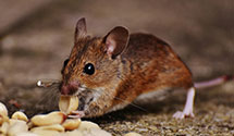 24 Hour & Emergency Exterminators in Kingsford Hts, IN